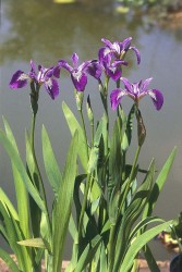 Iris versicolor Kermesina / Kosatec fialov