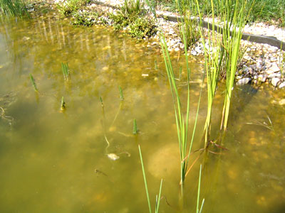 Zelen voda v jazierku