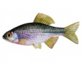 Lopatka dhov 