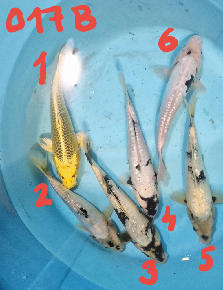 Japonské koi kapre 017B