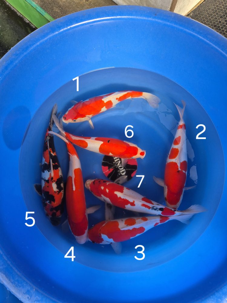 Japonské koi kapre 028