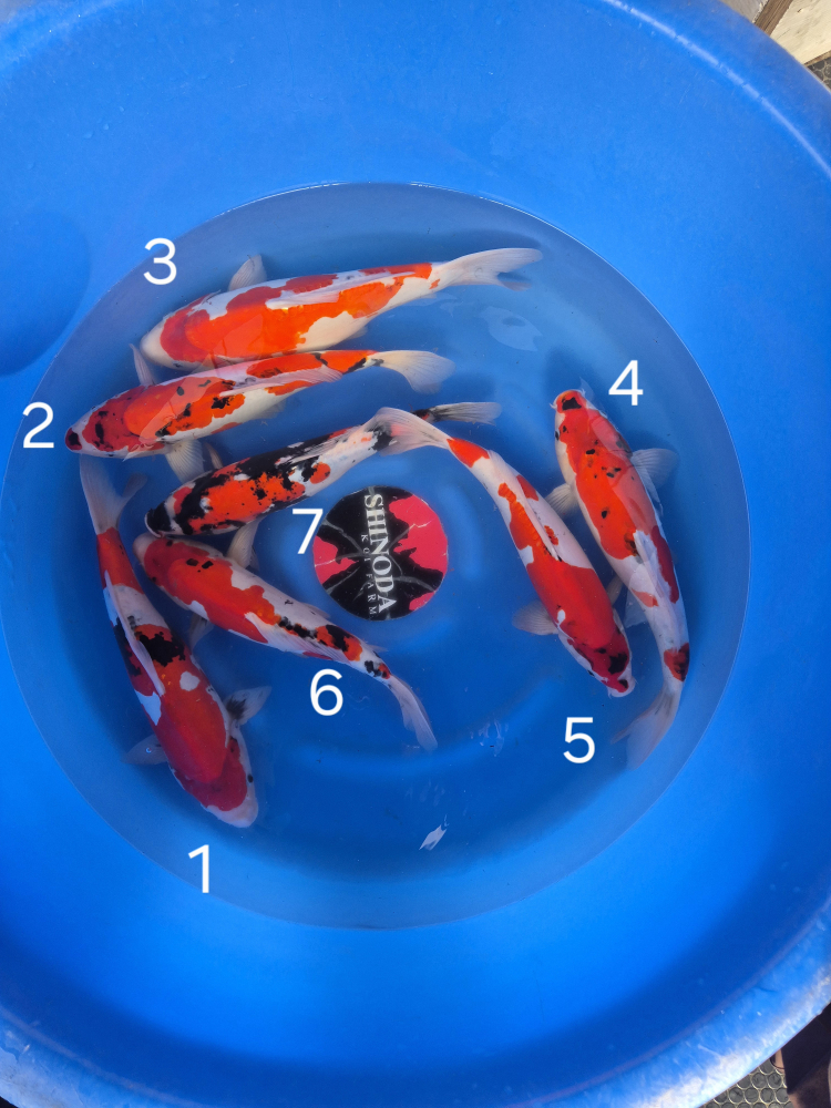 Japonské koi kapre 027