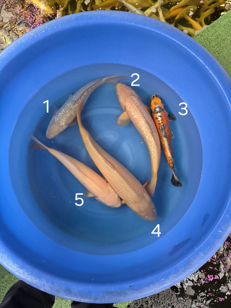 Japonské koi kapre 021