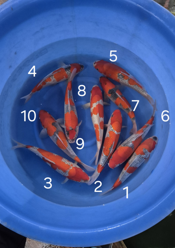 Japonské koi kapre 012