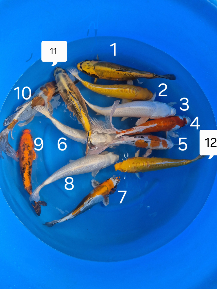 Japonské koi kapre 010