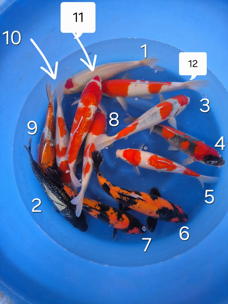 Japonské koi kapre 009