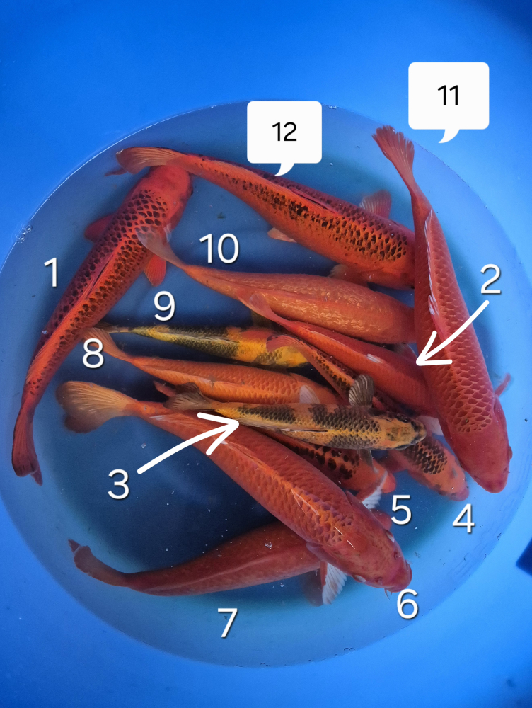 Japonské koi kapre 008