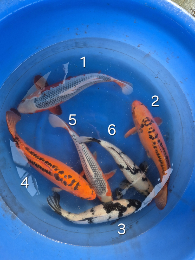 Japonské koi kapre 004