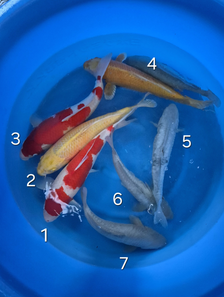 Japonské koi kapre 002