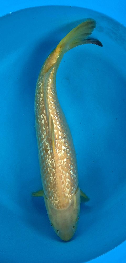 Japonský koi Gr. Karashi VS1 96