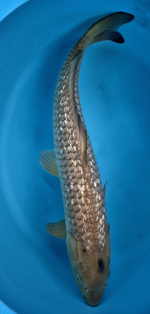 Japonský koi Gr. Chagoi VS1 97