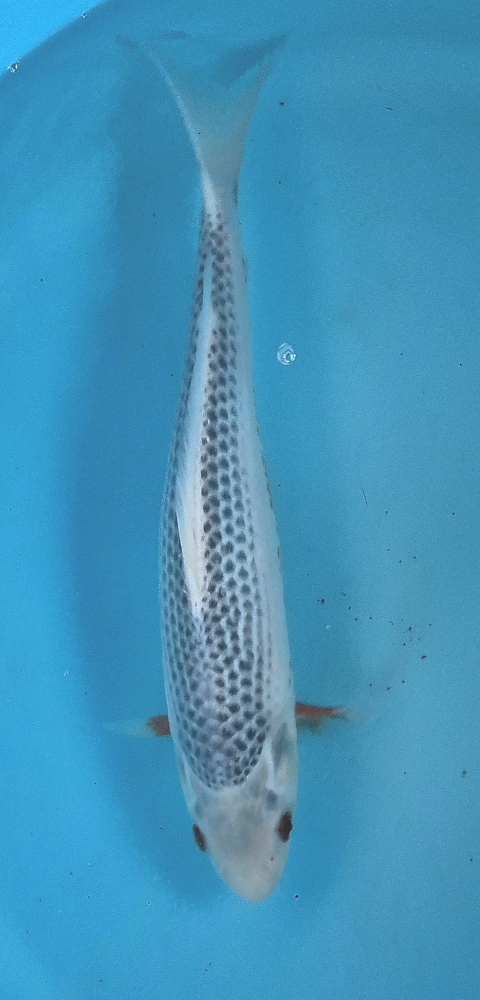 Japonský koi Asagi DS1_126