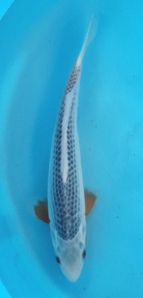 Japonský koi Asagi DS1_139