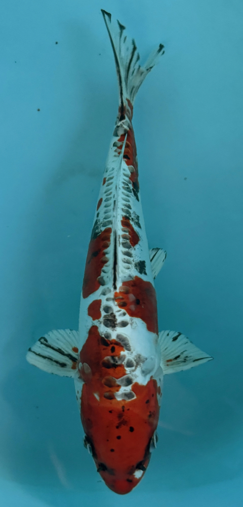 Japonský koi Beni Kikokuryu VS2_70