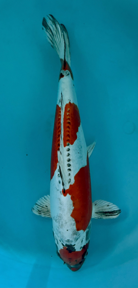 Japonský koi Beni Kikokuryu VS2_76