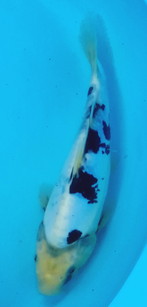 Japonský koi D. Shiro Utsuri DS1_131