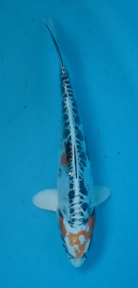 Japonský koi D. Hariwake DS1_129