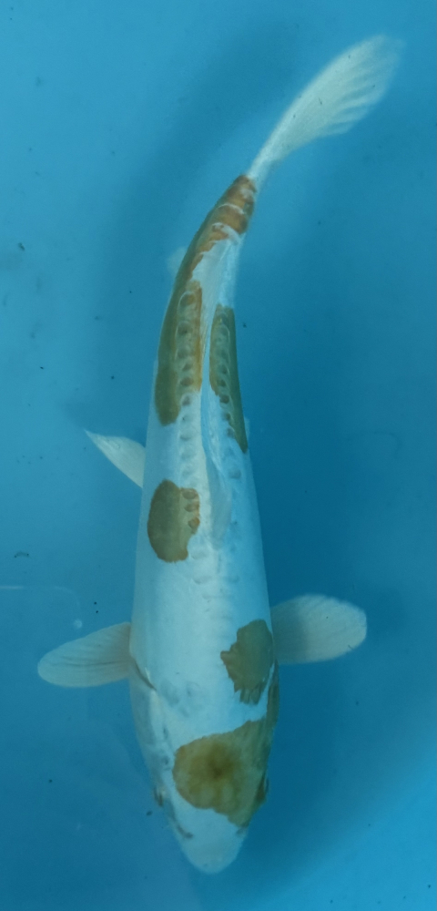 Japonský koi D. Hariwake VS2_16