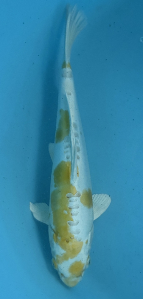 Japonský koi D. Hariwake VS2_17