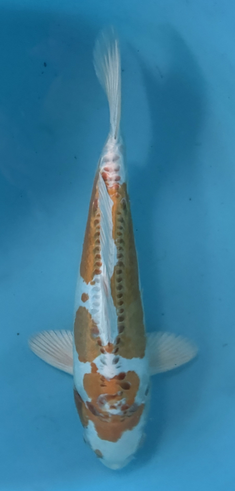 Japonský koi D. Hariwake VS2_20