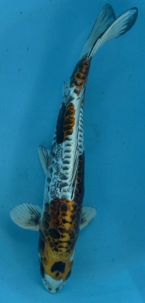 Japonský koi D. Kujaku VS2_29