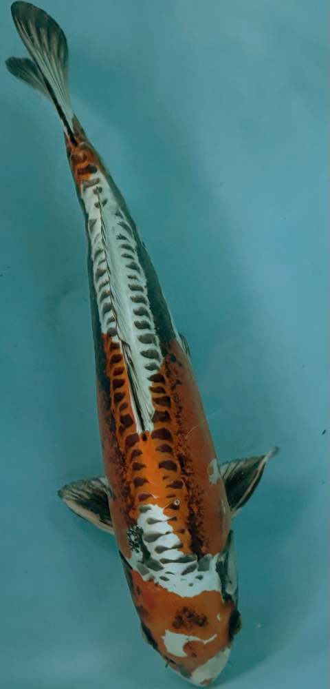 Japonský koi D. Kujaku VS2_87