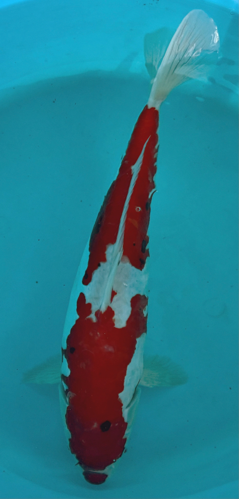 Japonský koi D. Sanke VS2_55