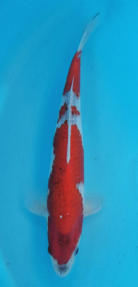 Japonský koi Goshiki DS1_135