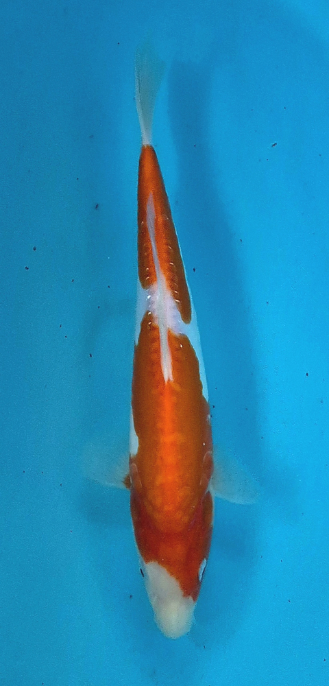 Japonský koi Gr D. Kohaku DS1_110