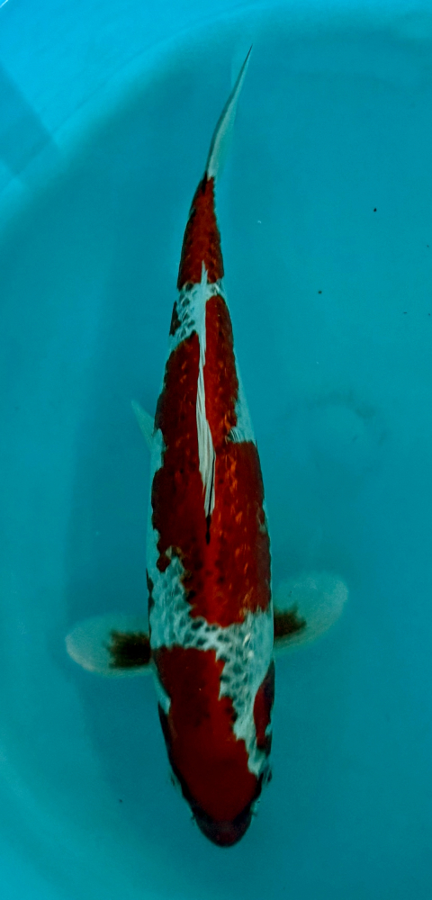 Japonský koi Gr Kujaku VS2_73