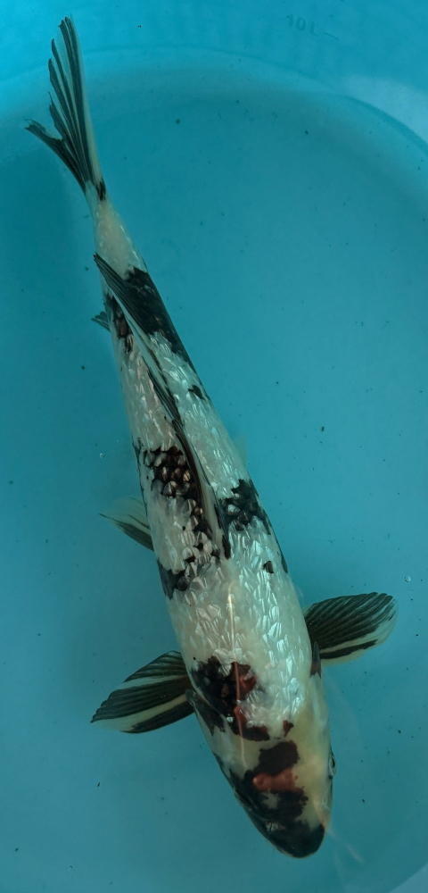 Japonský koi Gr Shiro Utsuri VS2_53