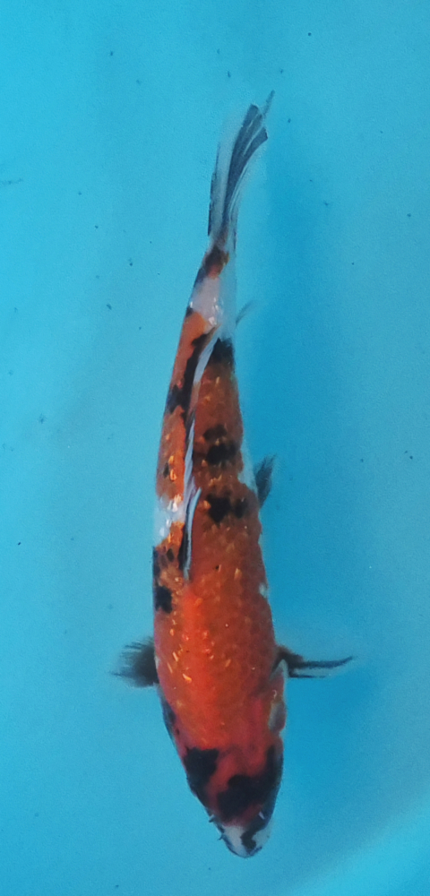 Japonský koi Gr Showa DS1_127
