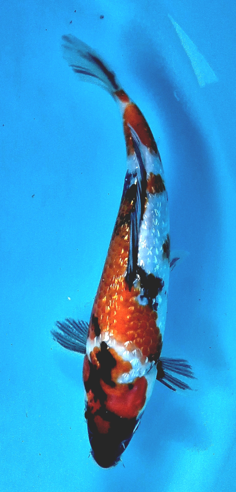 Japonský koi Gr Showa DS1_34