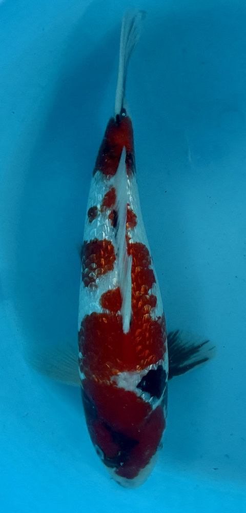 Japonský koi Gr Showa VS2_13