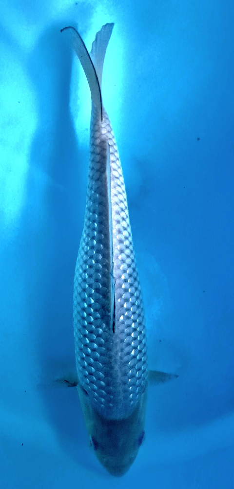 Japonský koi Gr Soragoi DS1_14