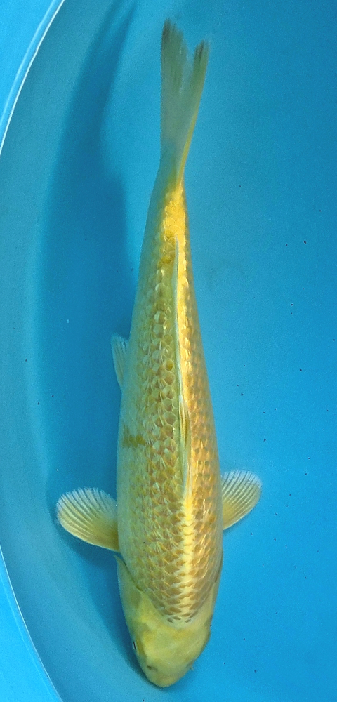 Japonský koi Gr. Yamabuki DS1_58