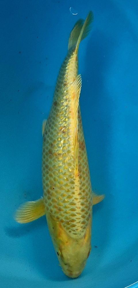 Japonský koi Gr. Yamabuki DS1_61