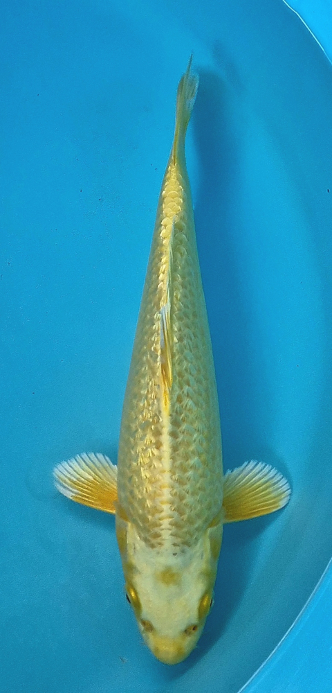 Japonský koi Gr. Yamabuki DS1_78