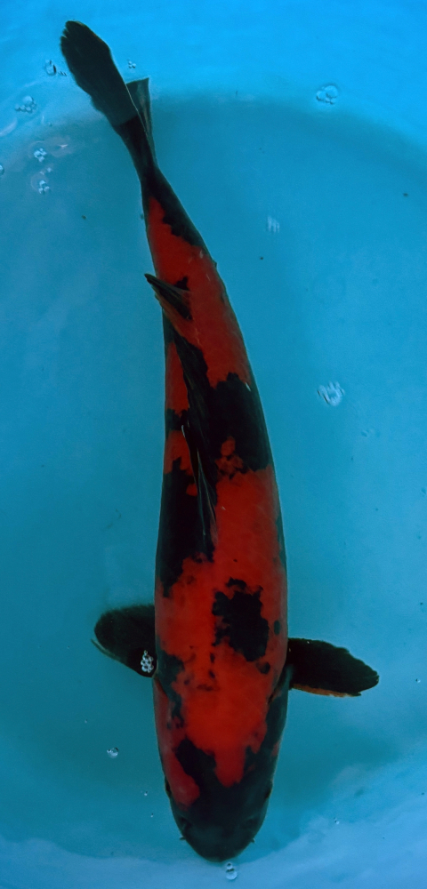 Japonský koi Hi Utsuri VS2_64