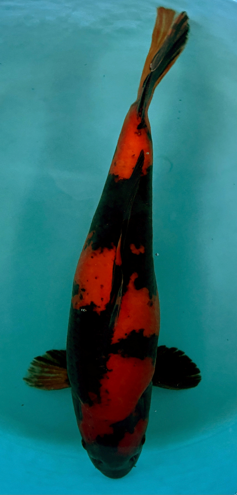 Japonský koi Hi Utsuri VS2_79