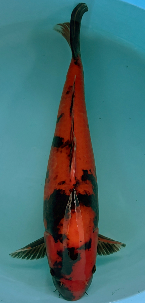 Japonský koi Hi Utsuri VS2_86