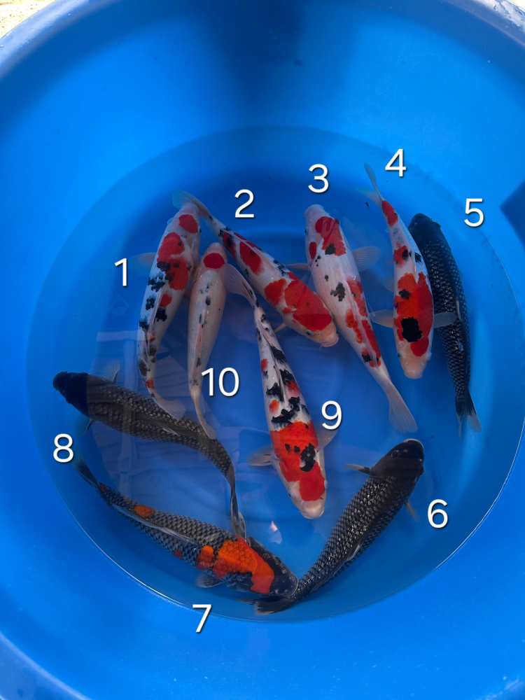 Japonské koi kapre 001