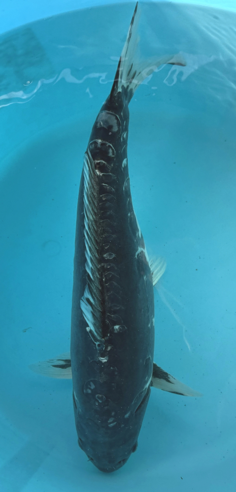 Japonský koi Beni Kumonryu VS1_16