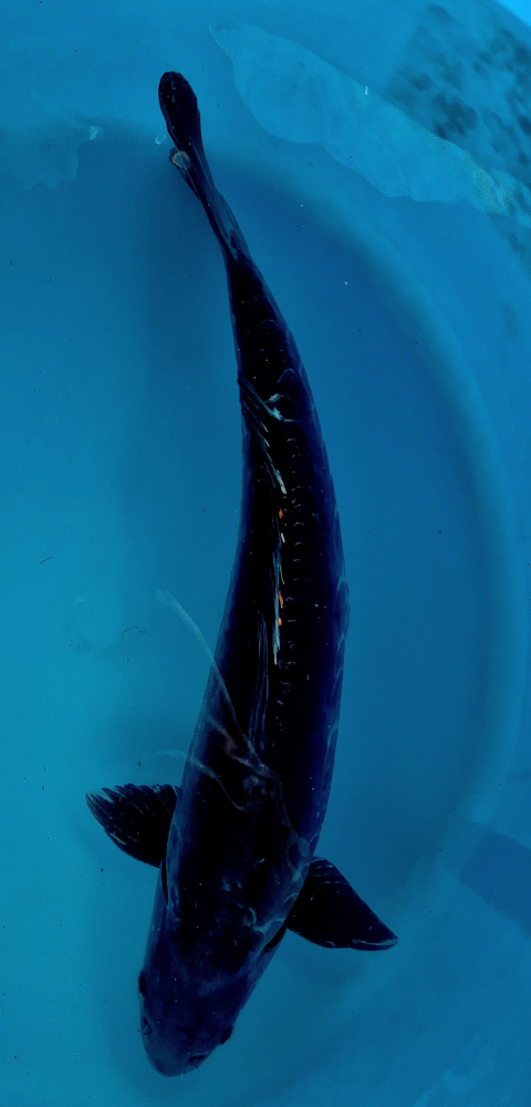 Japonský koi Beni Kumonryu VS1_51