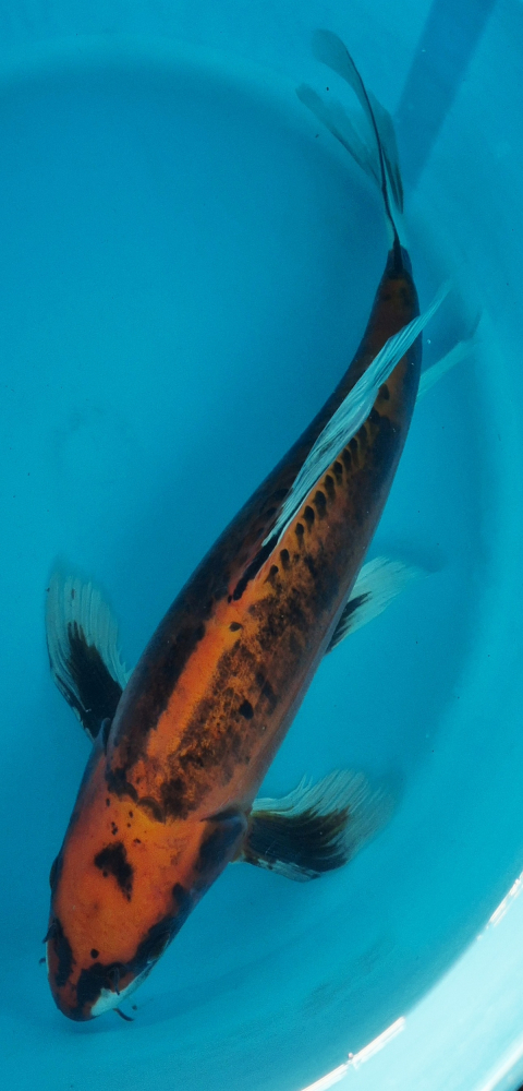 Japonský koi Benikikokuryu Longfin VS1_63
