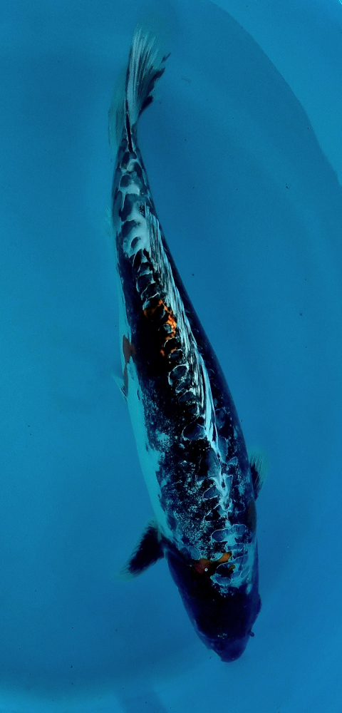 Japonský koi Benikikokuryu VS1_70