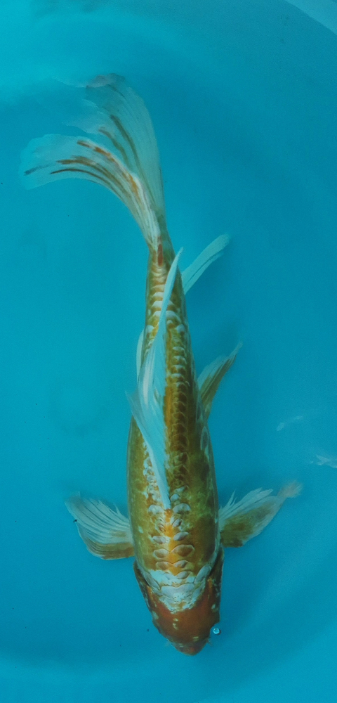 Japonský koi D. Hariwake Longfin VS1_66