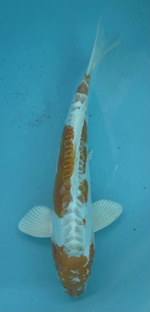 Japonský koi D. Hariwake VS1_12