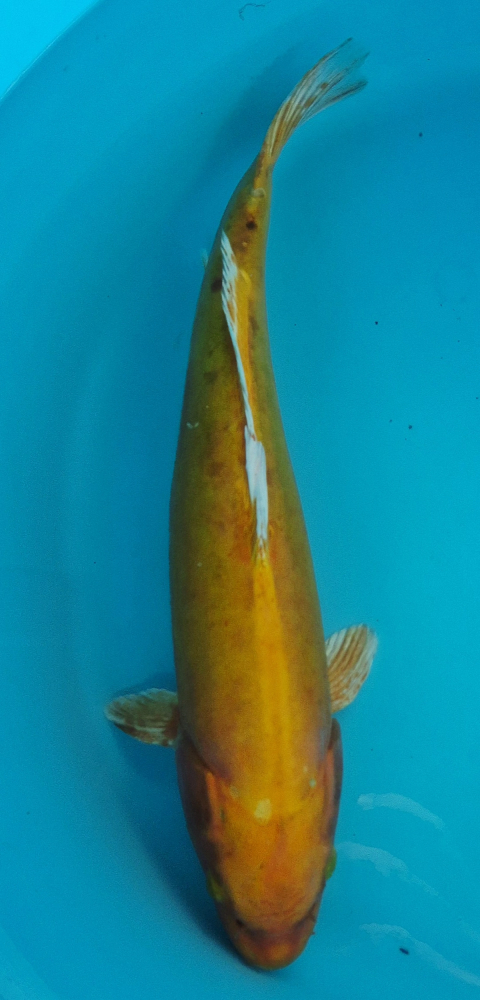 Japonský koi D. Yamabuki VS1_54