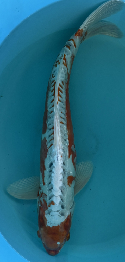 Japonský koi D. Ochiba PM 11